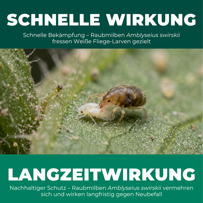 Schnelle und langfristige Wirkung der Raubmilbe Amblyseius swirskii gegen Weiße Fliege-Larven
