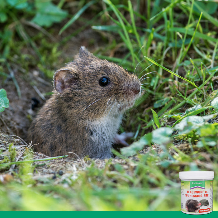 Talpa e arvicola liberate: espulsione avvenuta con successo