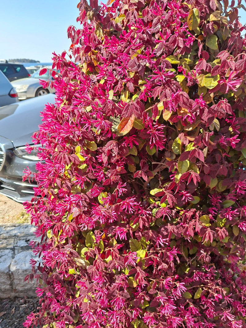 Fiore del cinturino — Bild 1