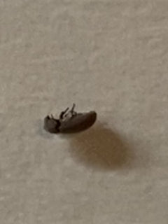 Scarabeo del pane