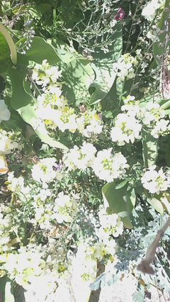 ape mellifera – Basilea, Basilea-Città