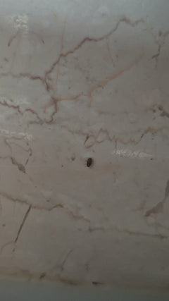 Coleotteri da museo o da gabinetto