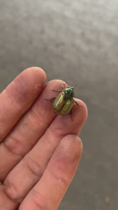 Scarabeo delle foglie da giardino – Braunschweig