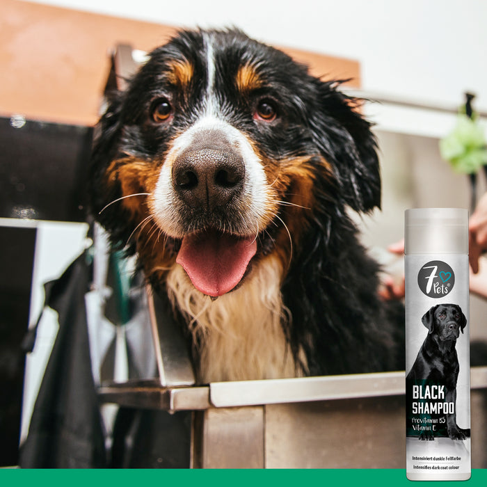 Black Shampoo - shampoo per cani per pelo di colore scuro 