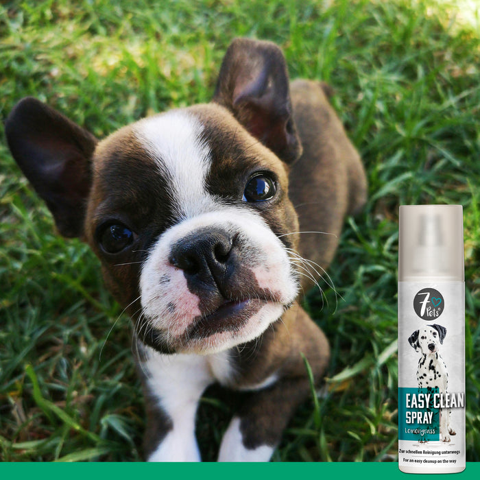 Easy Clean Spray: pulizia del cane in movimento
