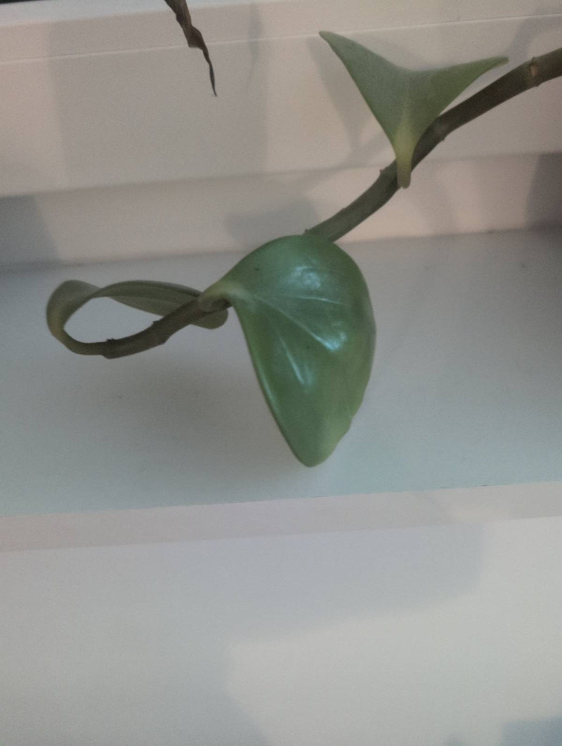 fiore di cera — Bild 1