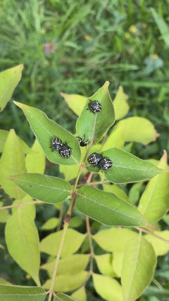 Cimice marmorizzata – Krefeld
