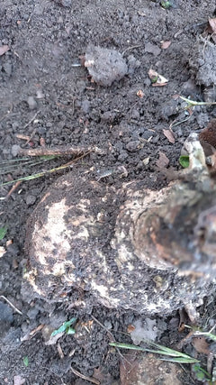 woodlice – Basilea, Basilea-Città