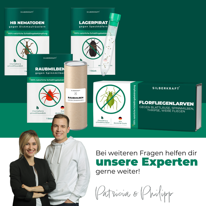 Larve di merletti contro afidi, ragni rossi, tripidi, mosche bianche