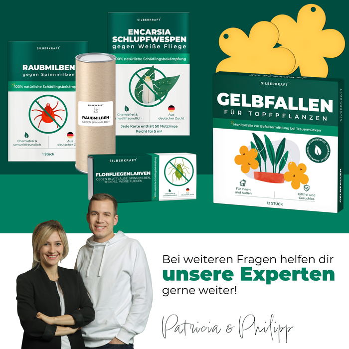 Trappola gialla pannelli gialli adesivi gialli 12 pezzi contro moscerini della frutta, moscerini dei funghi e molto altro.