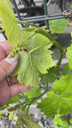 Vino ornamentale – 14089