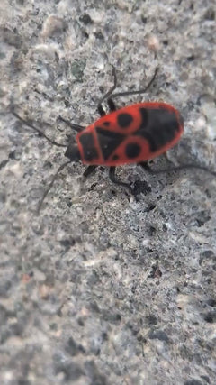 Firebug – Oberursel (Taunus)