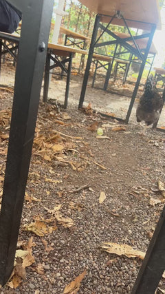 pollo domestico