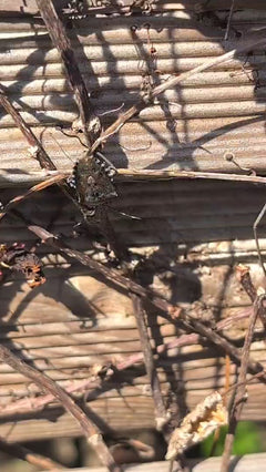 Cimice marmorizzata – Oberursel (Taunus)