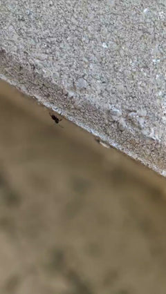 Formica da giardino grigio-nera – Oberursel (Taunus), Assia