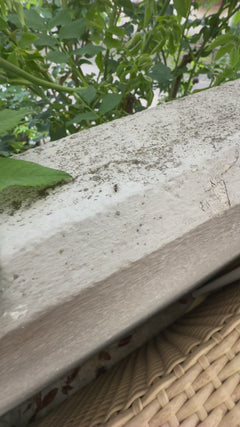 Formica da giardino grigio-nera – Offenbach am Main