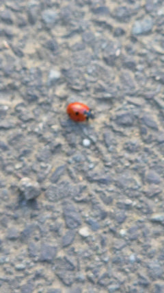 Coccinella a sette macchie