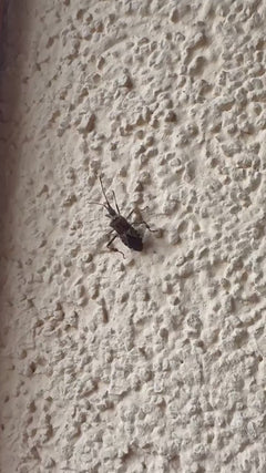 Cimice del pino americano