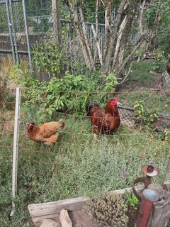 pollo domestico – Schluchsee