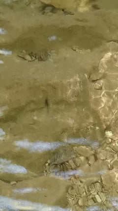 Strider acquatico comune – Münchenstein, Basilea Campagna