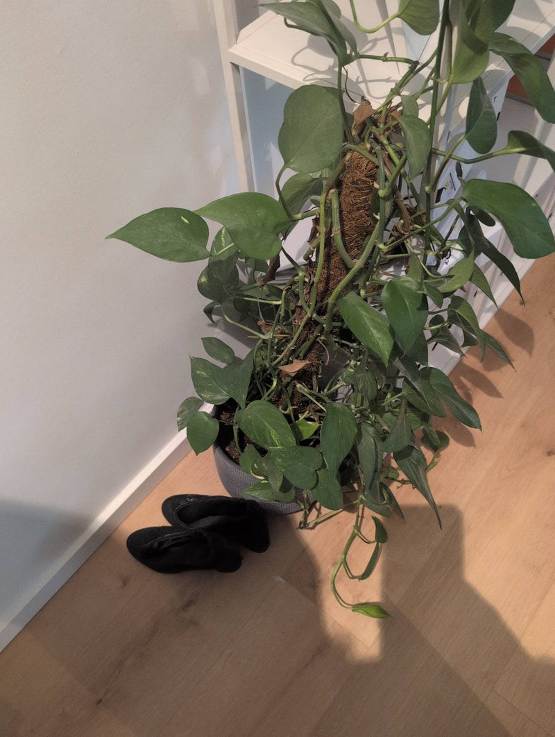 Pianta di edera — Bild 1