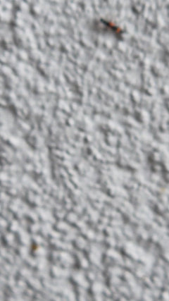 Scarabeo formica comune