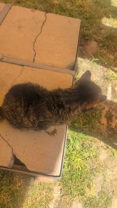gatto domestico – Oberursel (Taunus)