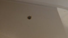 Coleotteri da museo o da gabinetto