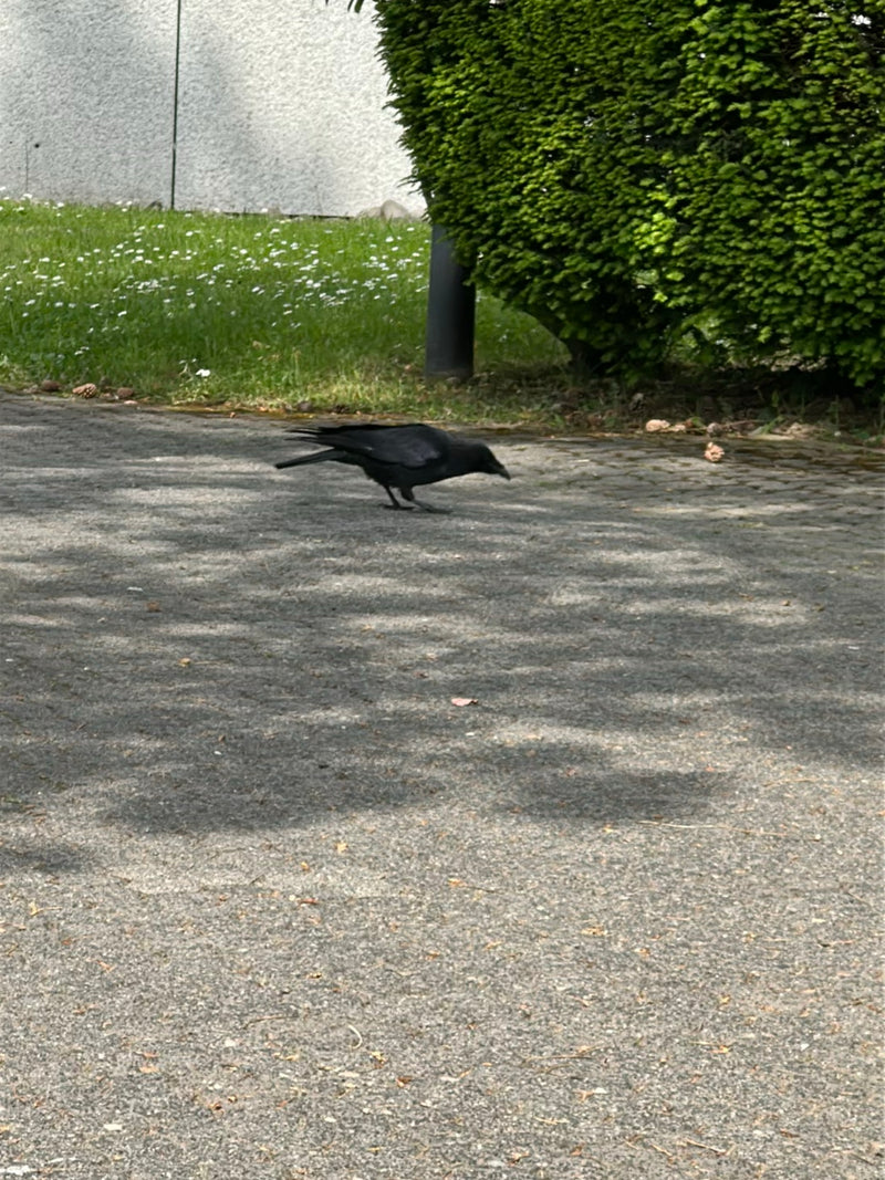 Una cornacchia nera cammina su un sentiero pavimentato chiaro. Sul sfondo si vedono un prato e un cespuglio verde.