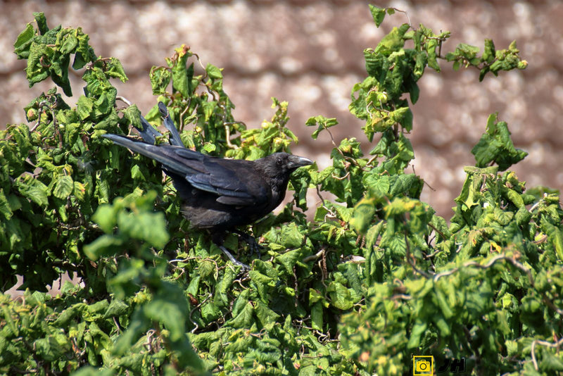 Una cornacchia nera siede attenta in un denso cespuglio verde. Sullo sfondo si vede un muro chiaro.
