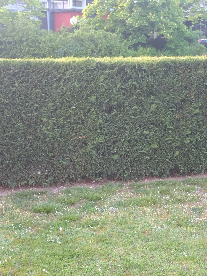 Thuja — Bild 1