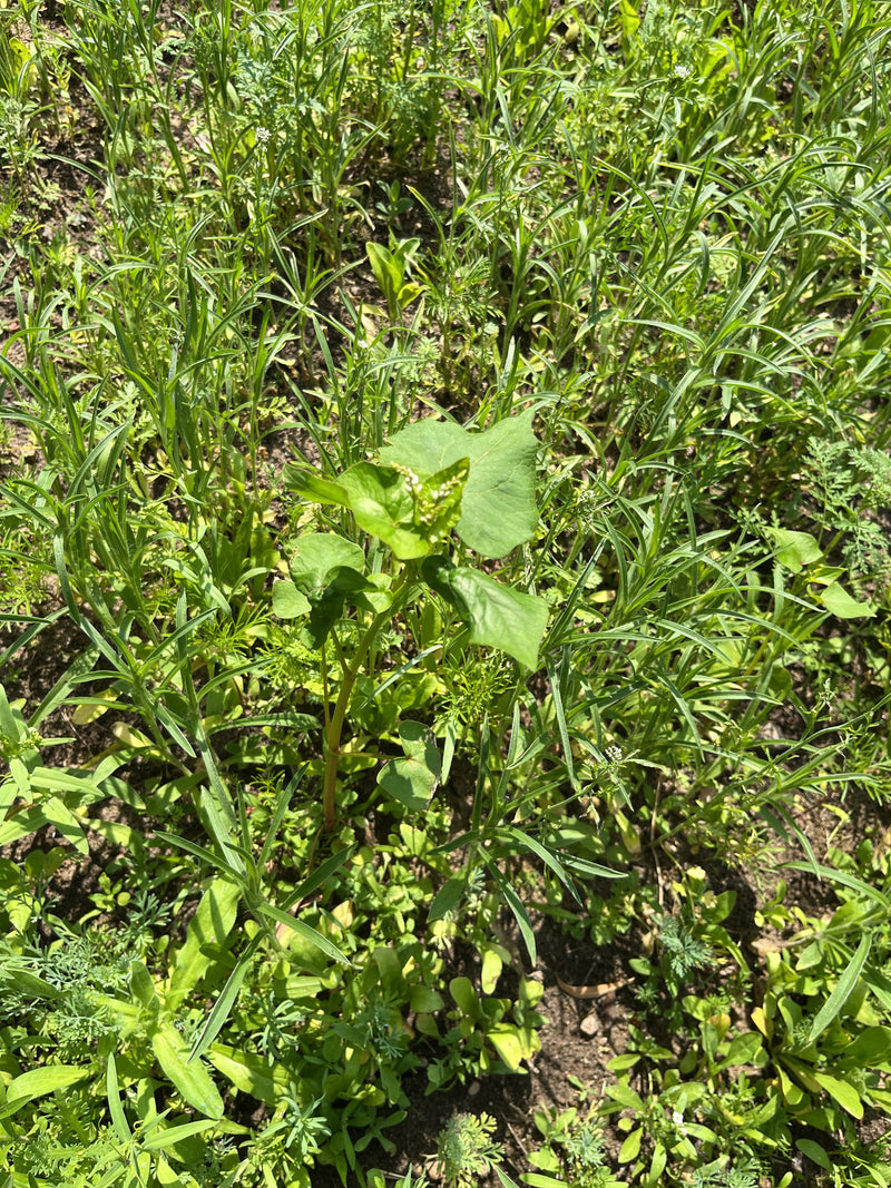 Poligono del convolvolo — Bild 1
