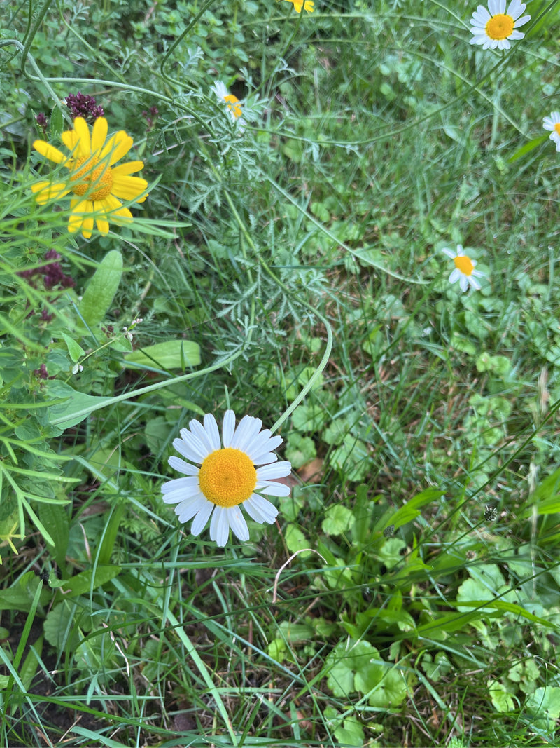 Camomilla di campo — foto 3 di 3