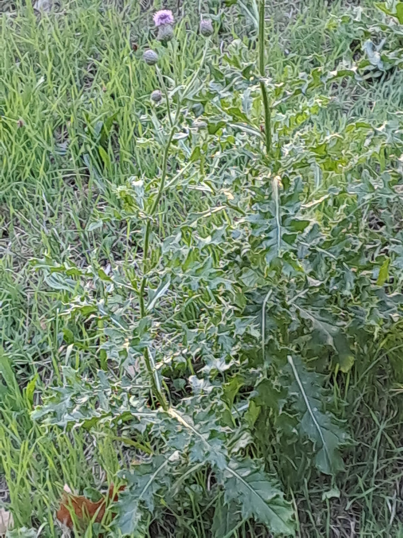 Si vede un cardo campestre con foglie verdi lobate e alcuni piccoli boccioli di fiore. La pianta cresce all'aperto in un prato.