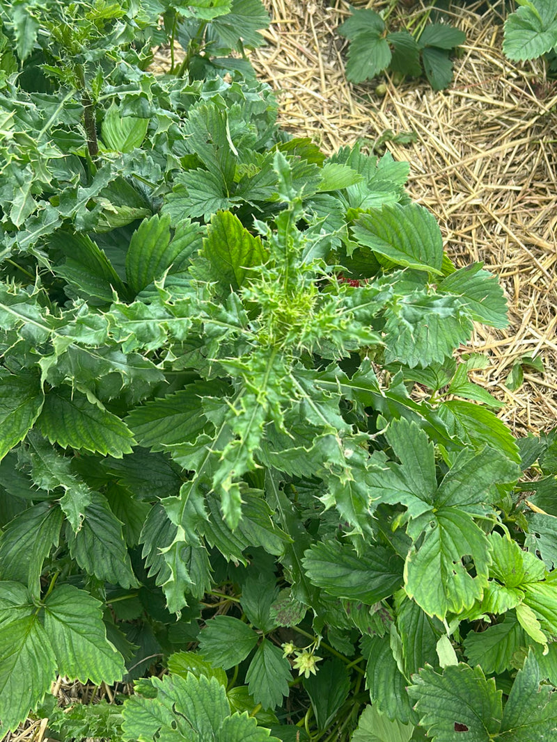 Si vede un giovane cardo campestre con le sue foglie tipicamente spinose e lobate. Cresce in mezzo a piante di fragole su un letto di pacciame di paglia.