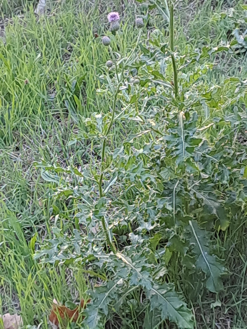 Si vede un cardo campestre con foglie lobate e piccoli boccioli di fiori che cresce in un prato.
