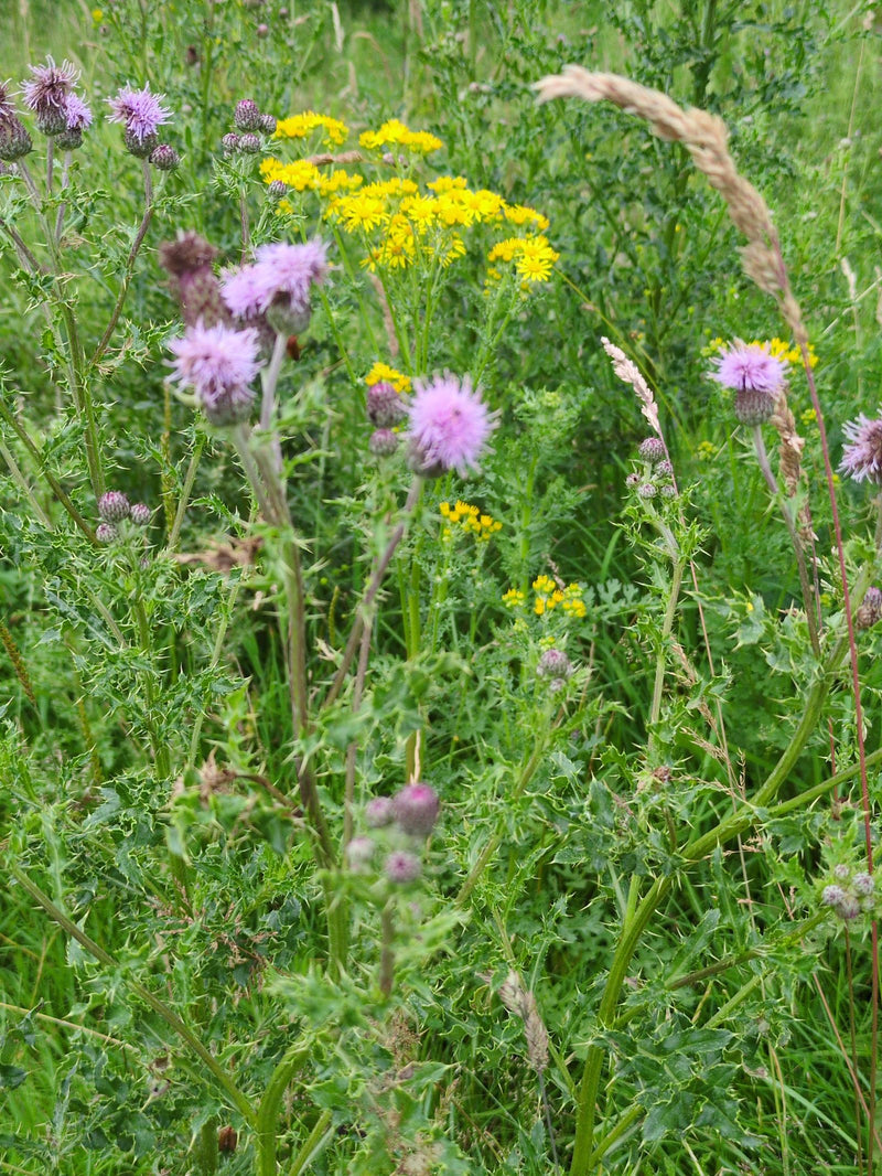 La foto mostra cardi campestri in fiore con capolini rosa nel mezzo di un prato. Le tipiche foglie profondamente lobate e spinose sono visibili nella parte i...