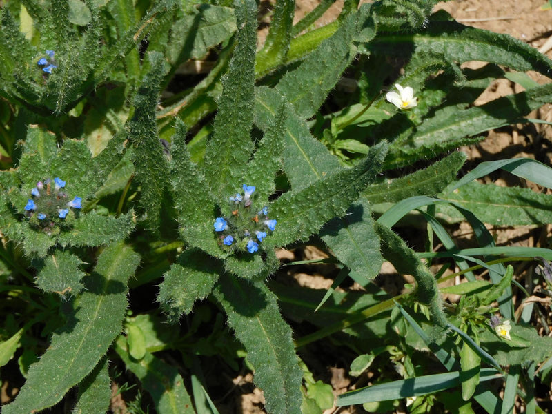 Campo Crookneck — Bild 1