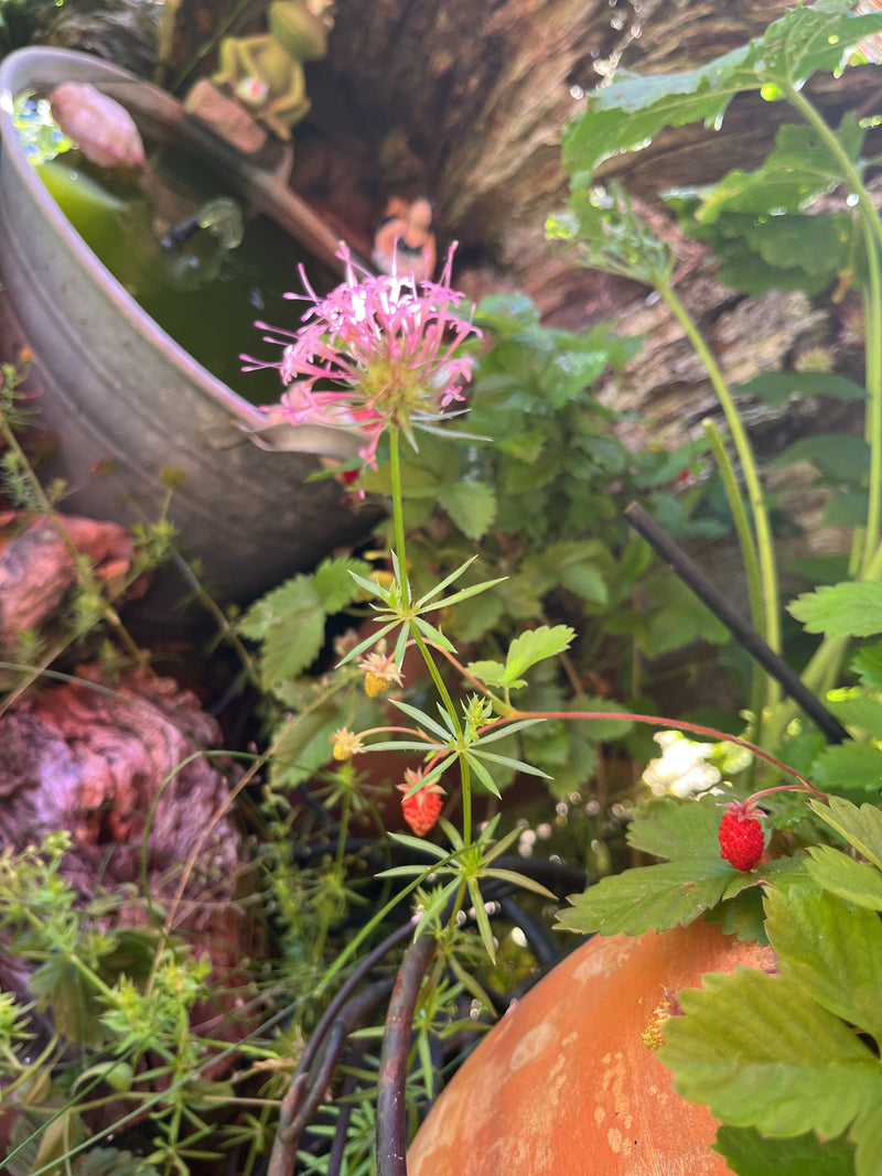 È visibile una camporella fiorita con infiorescenze rosa e foglie verticillate. La foto mostra la pianta in un ambiente di giardino.