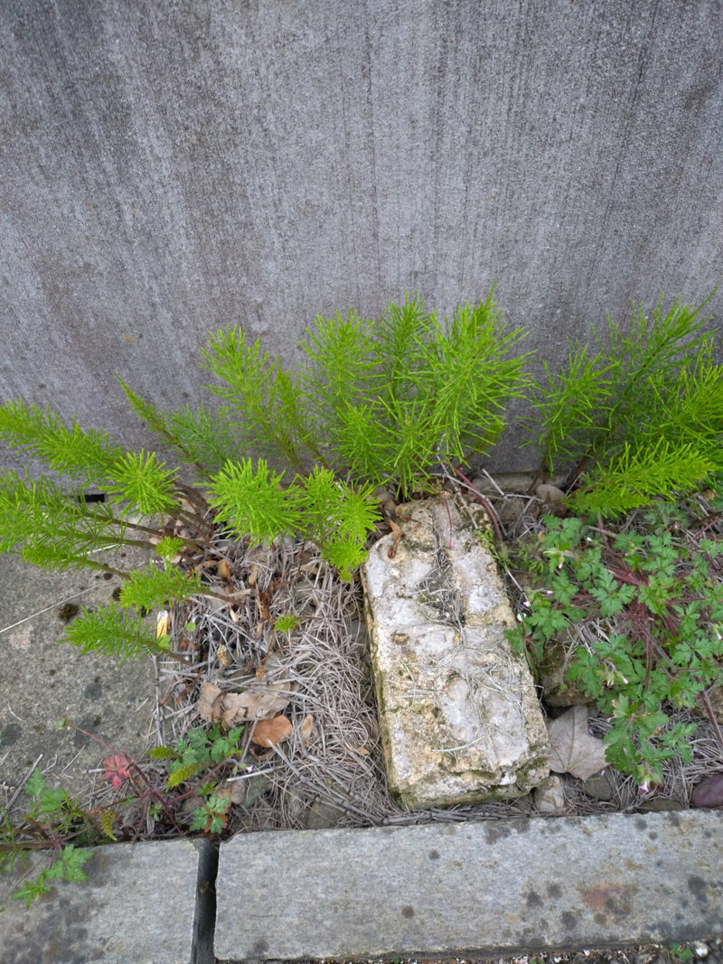 Equiseto di campo — Bild 1