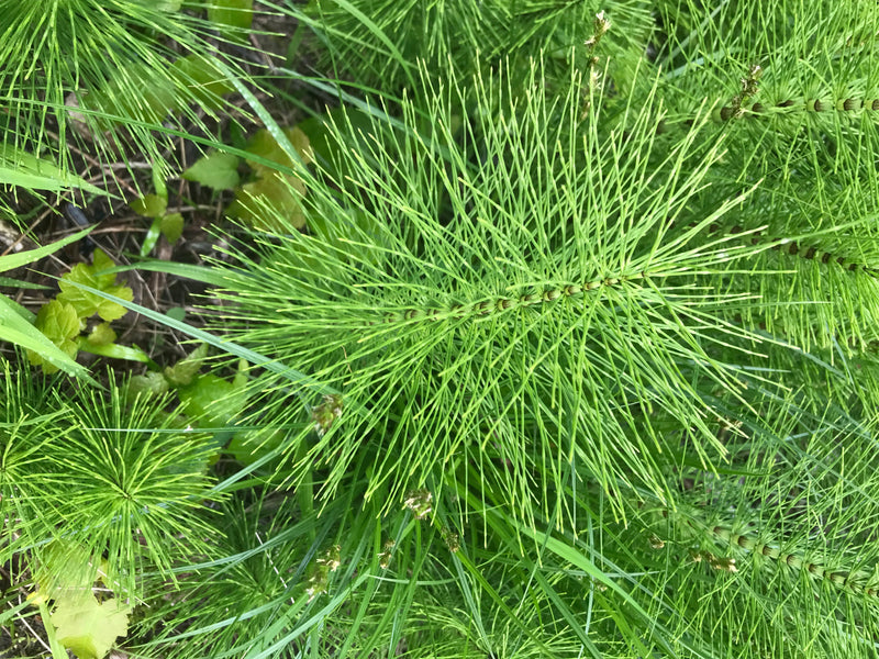 L'immagine mostra i germogli estivi verdi e ramificati dell'equiseto dei campi. La pianta cresce in una fitta vegetazione.