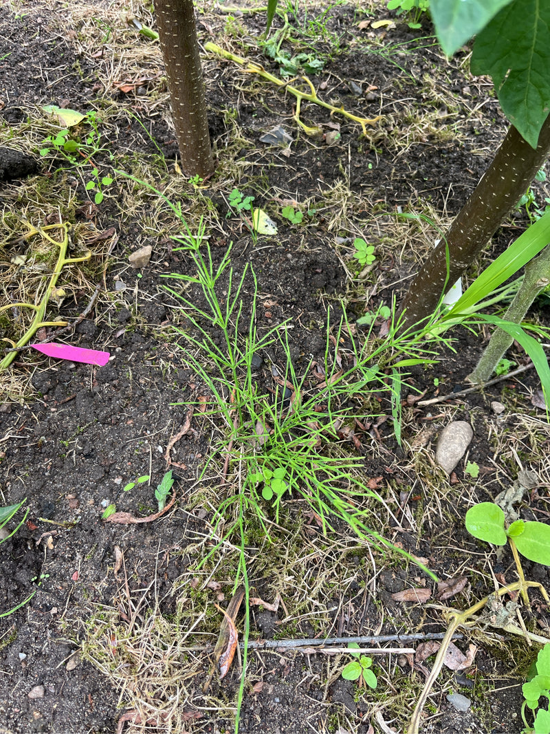 Si vede un'equiseto dei campi che cresce su un terreno da giardino scuro. La pianta mostra i suoi tipici germogli verdi ramificati a verticillo.