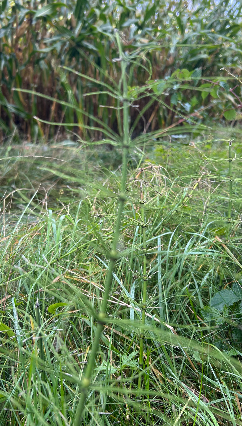 L'immagine mostra la equiseto dei campi verde nella sua tipica forma estiva che cresce in un prato. I rami laterali fini disposti a verticillo sono chiaramen...