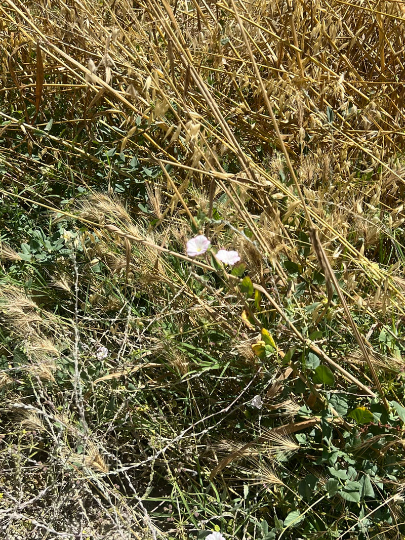 Due piccoli fiori bianco-rosa di vilucchio comune crescono tra residui di cereali e piante verdi. I delicati fiori sono chiaramente visibili.