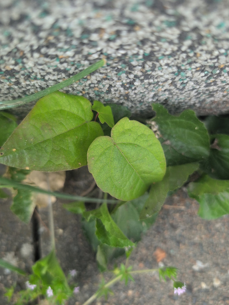Convolvolo di campo — Bild 2