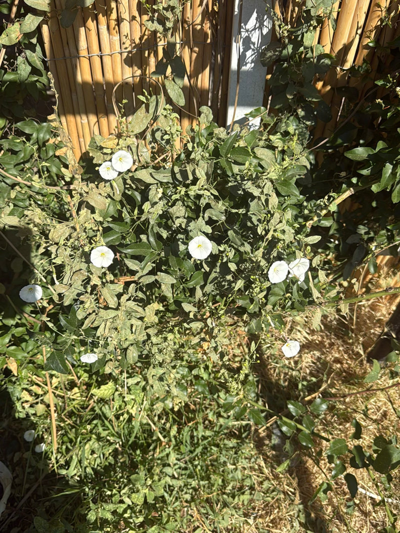 Si vede unvilucchio campestre in fiore con tipici fiori bianchi a imbuto davanti a un tappeto di bambù.