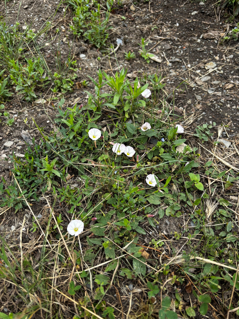 La foto mostra diversi fiori bianchi e rosa e foglie verdi di vilucchio comune sul terreno. Le piante crescono basse tra erba e terra.