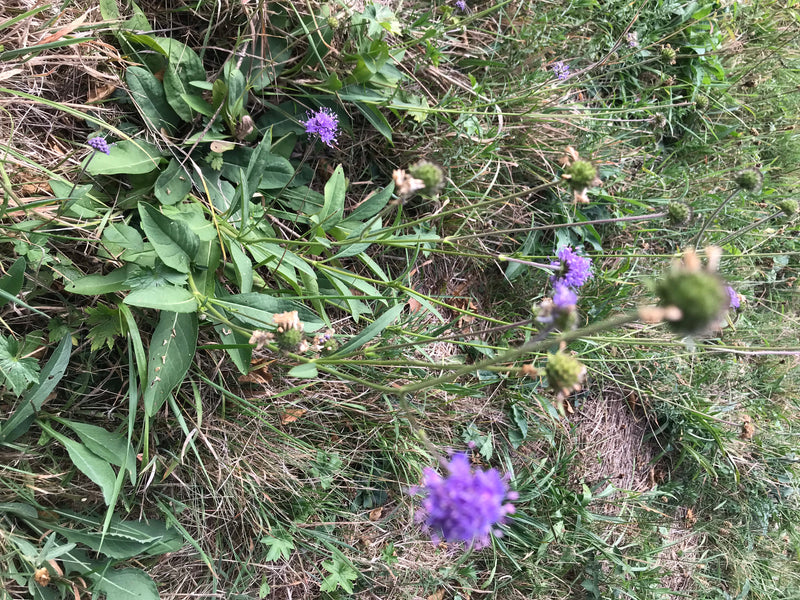 L'immagine mostra diversi fiori viola e foglie verdi di vedovina selvatica in un prato.