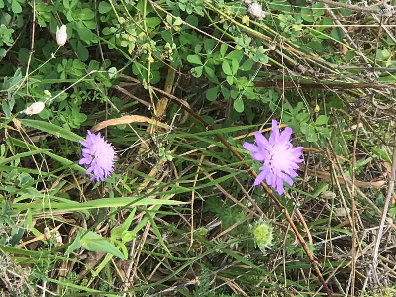 L'immagine mostra due fiori viola chiaro di vedovina selvatica in un prato. Sono circondati da erba verde e materiale vegetale secco.