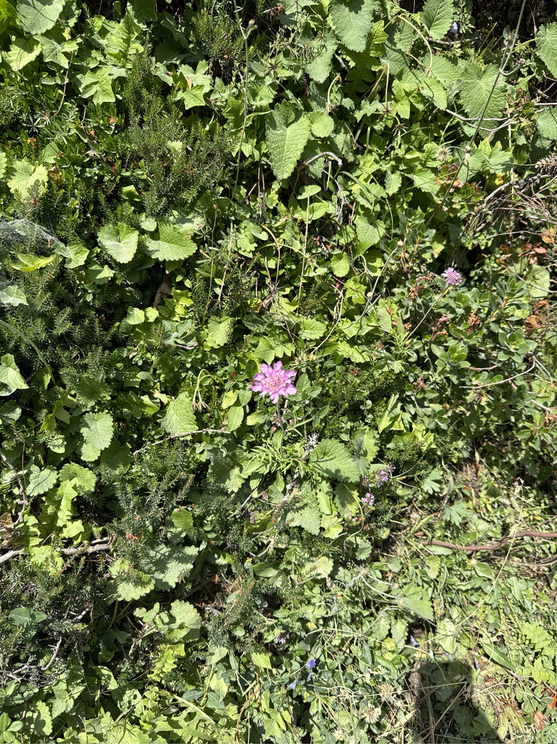 L'immagine mostra un singolo fiore rosa di vedovina campestre che emerge da una densa vegetazione di prati verdi. La vista dall'alto cattura la pianta nel su...